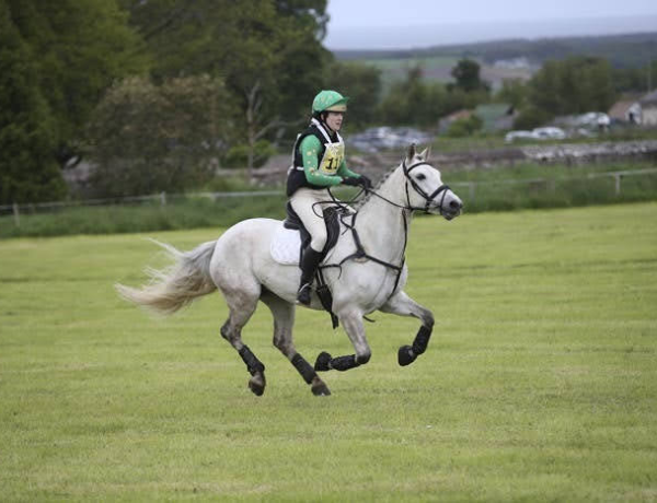 Horse Listing Image